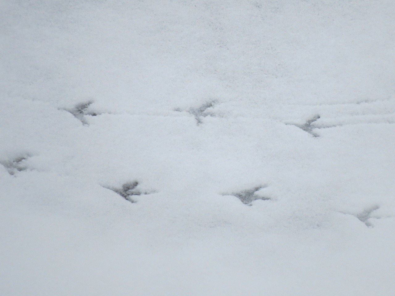 snow traces footprints free photo
