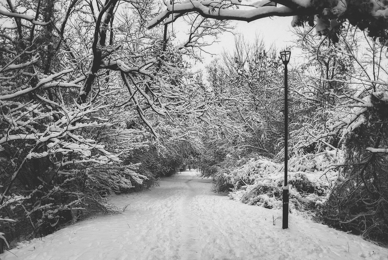 snow walk path free photo