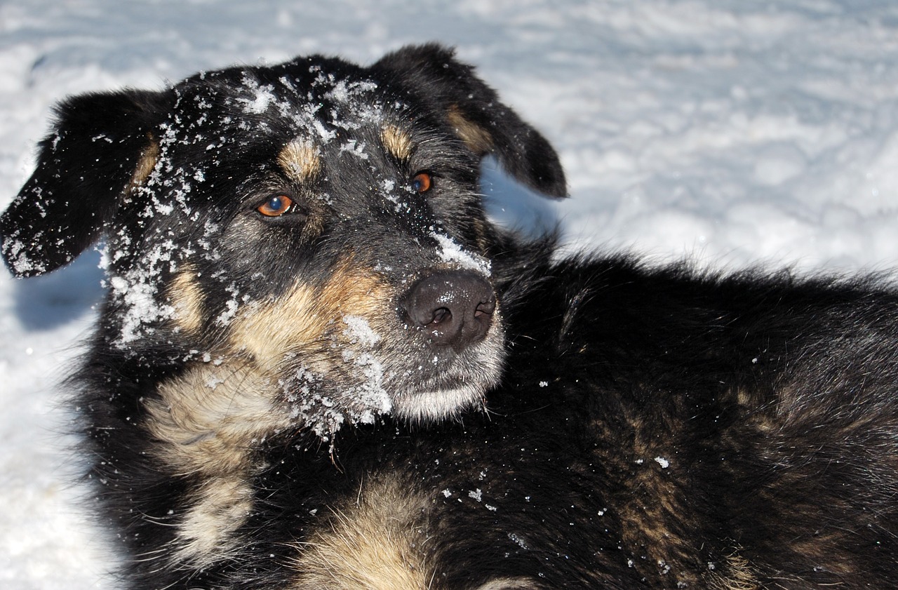 snow dog winter free photo