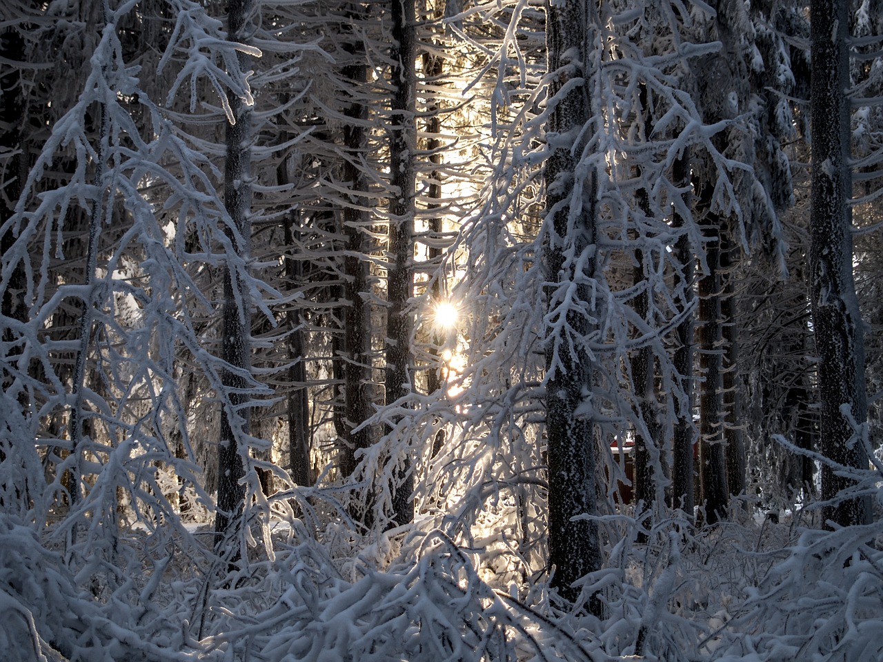 snow winter trees free photo