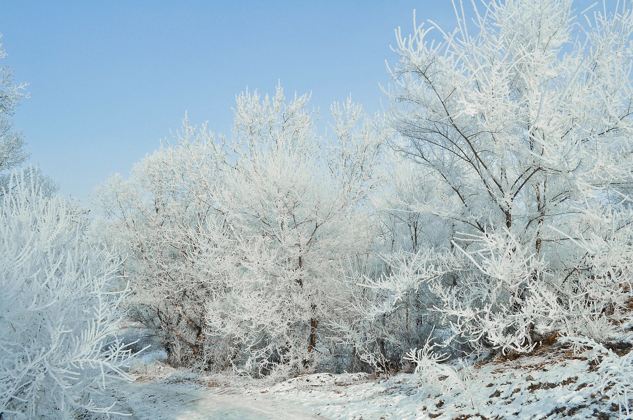 snow frost landscape free photo