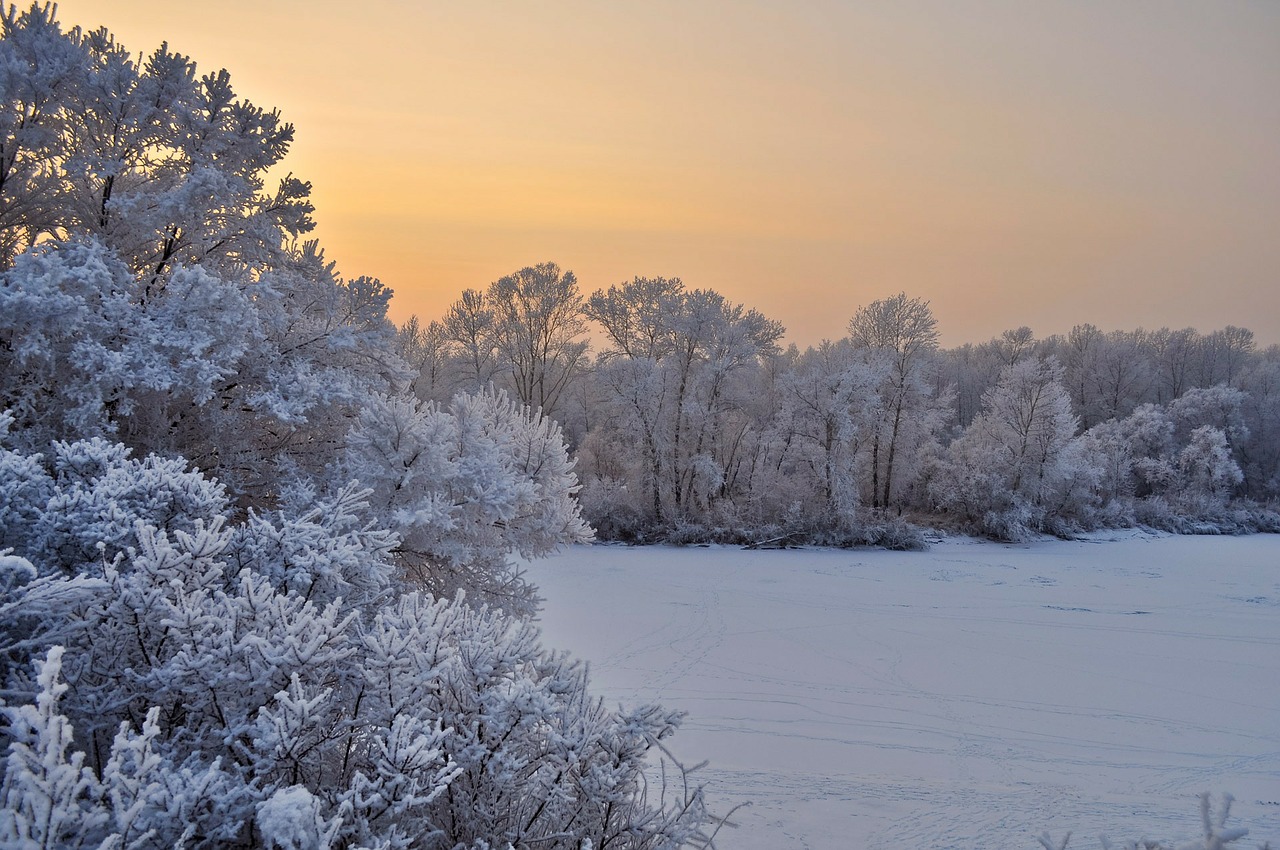 snow trees sunset free photo