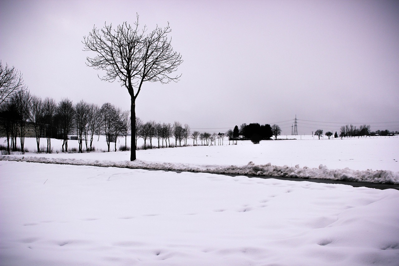 snow tree landscape free photo