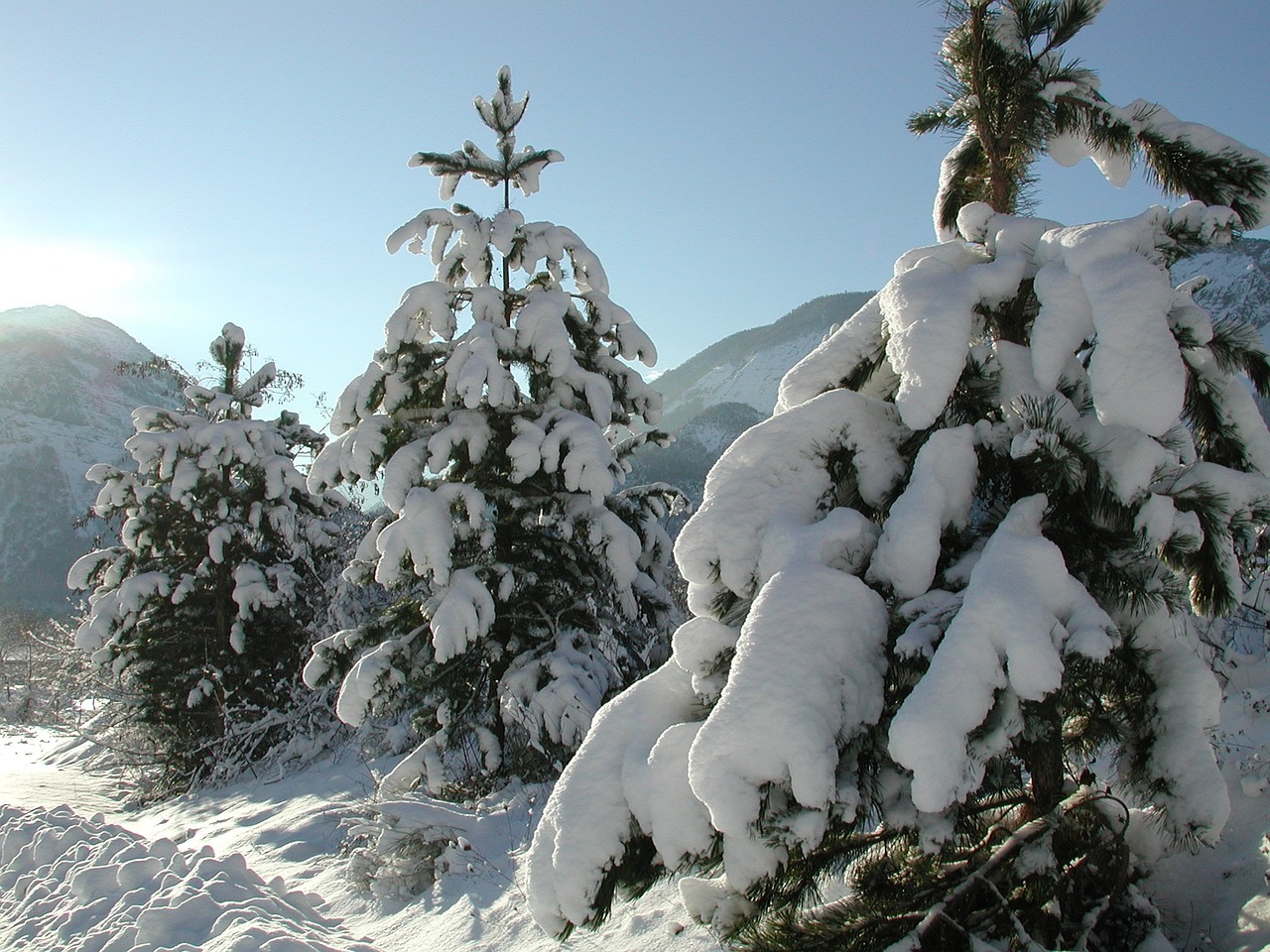 snow tree winter free photo