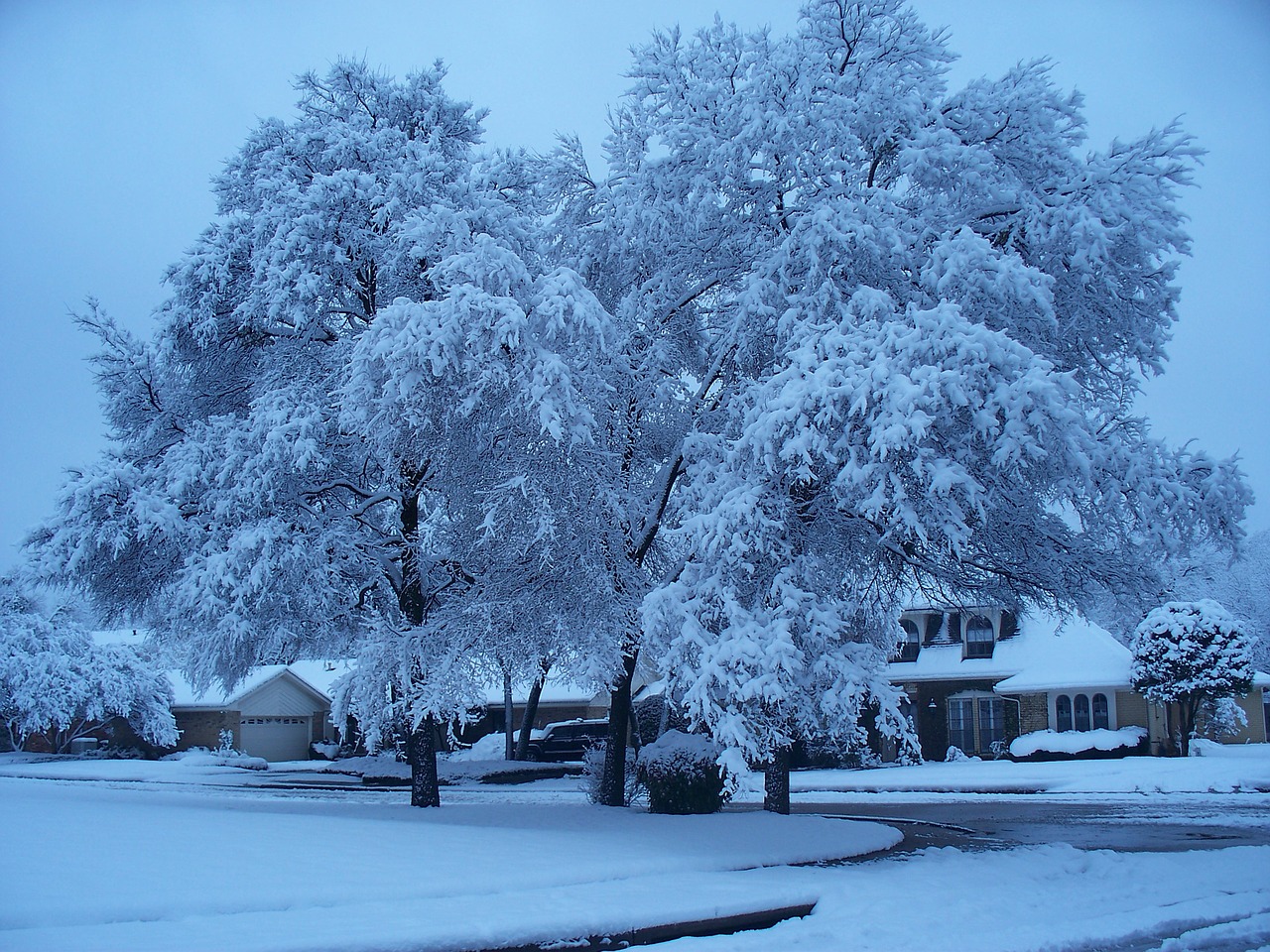 snow tree ice free photo