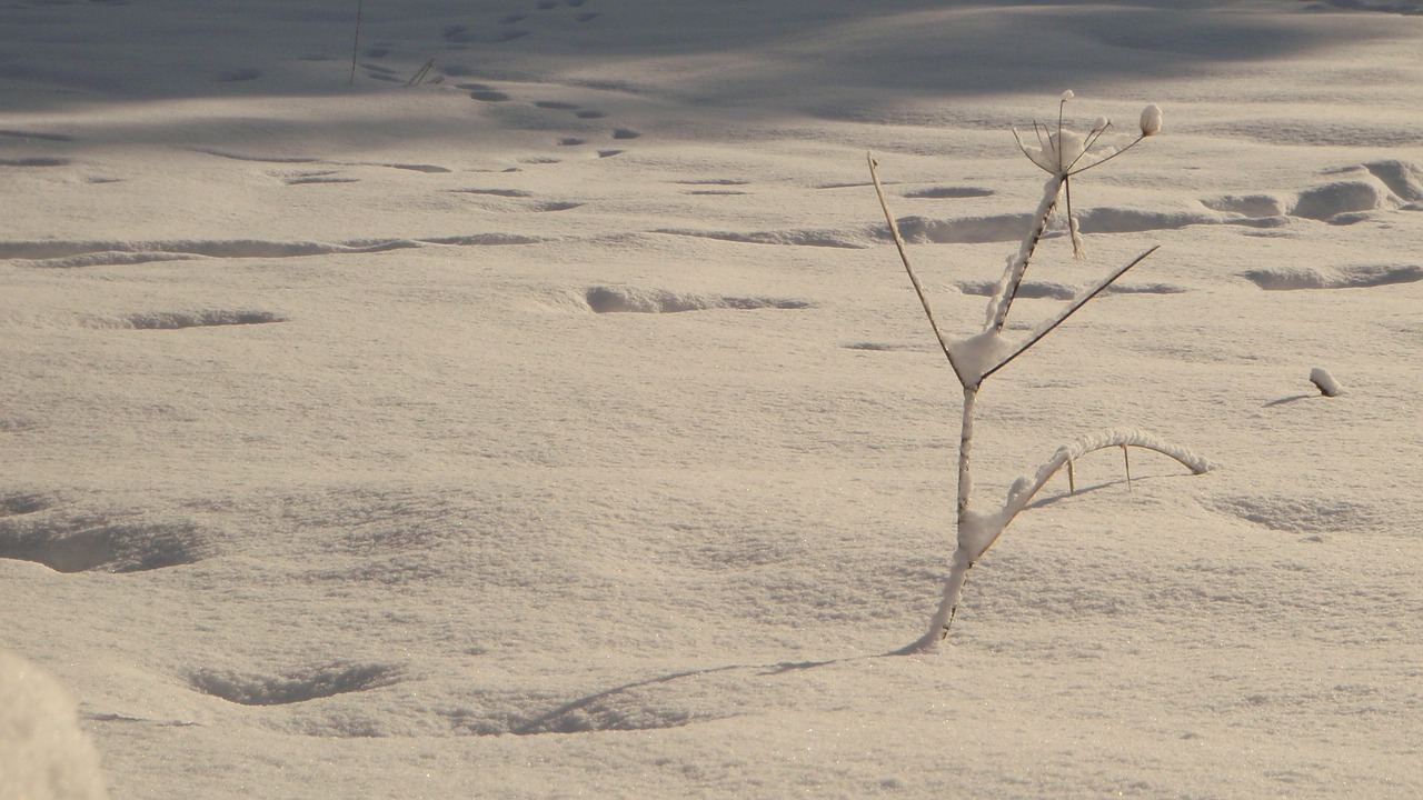 snow tree tracks free photo