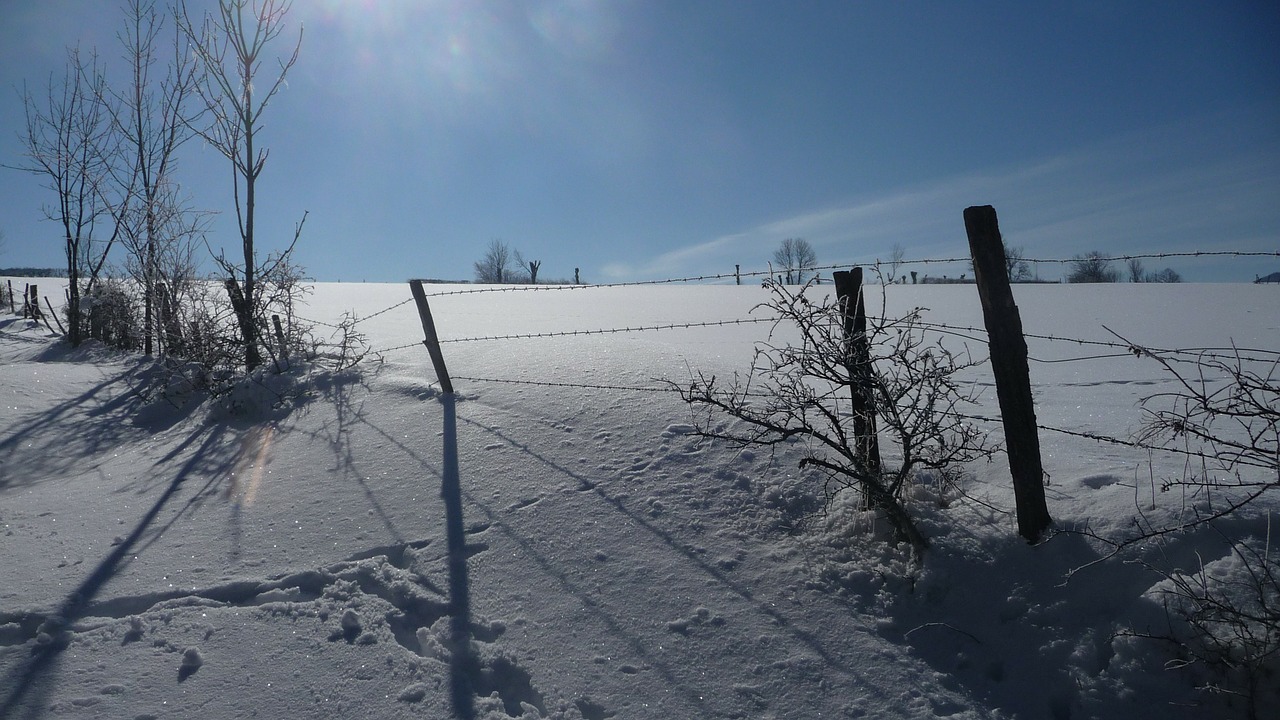 snow winter nature free photo