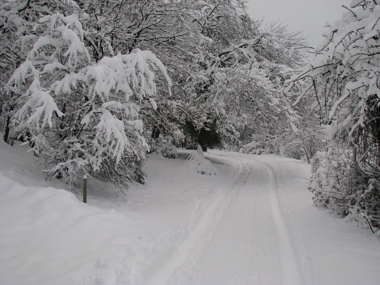 forest fir winter free photo