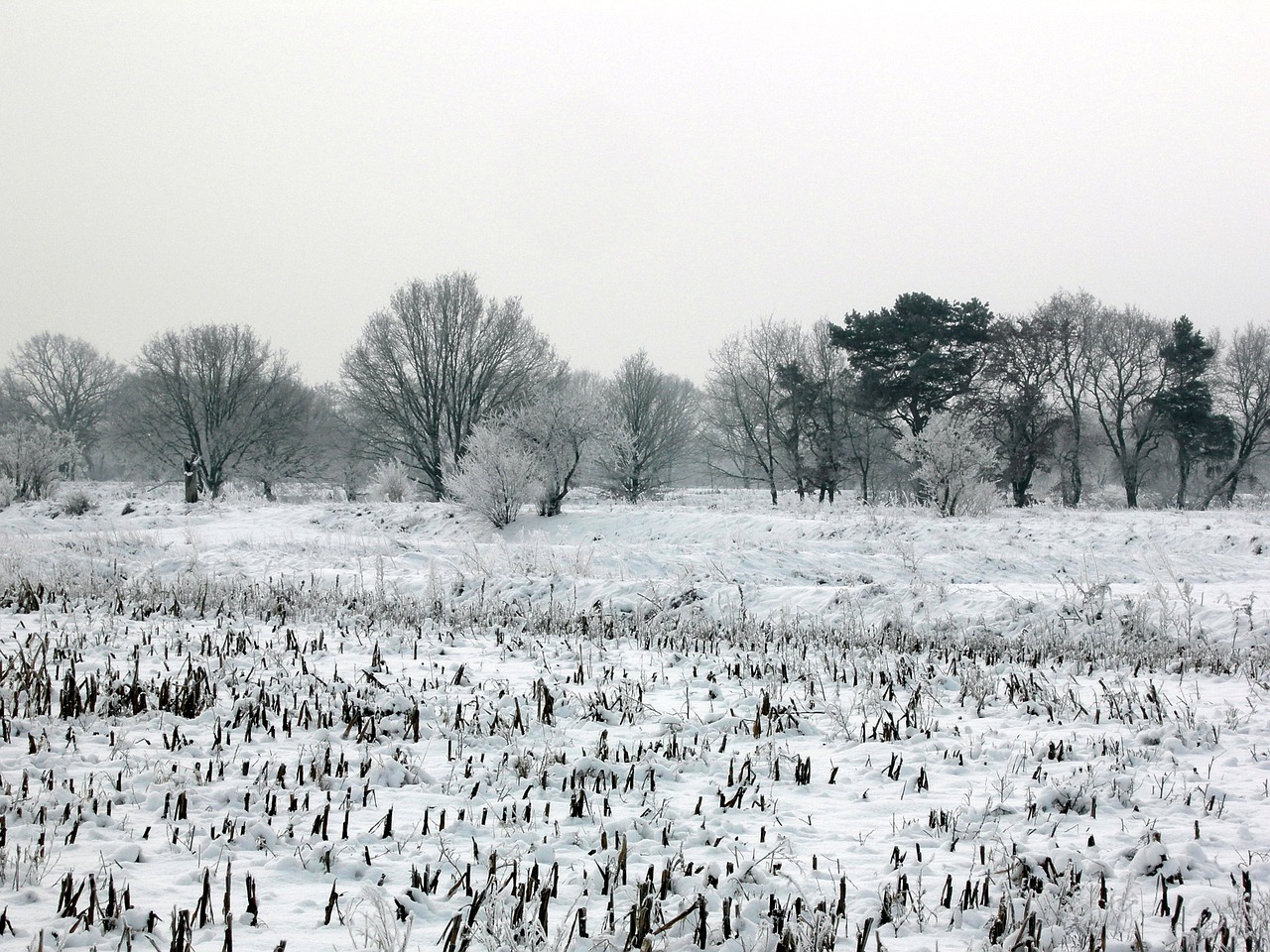 snow winter meadow free photo