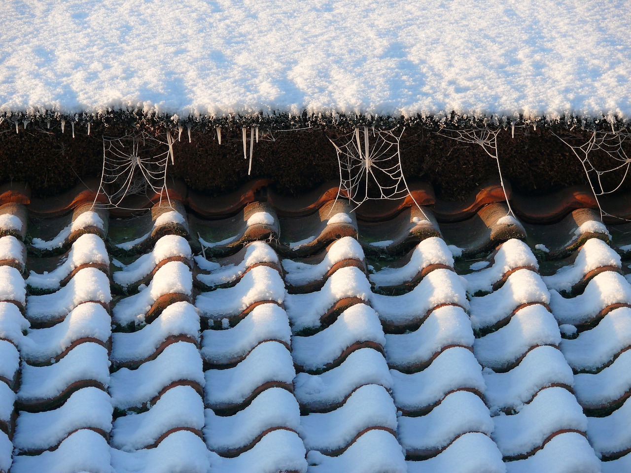 snow icicles web with ice free photo