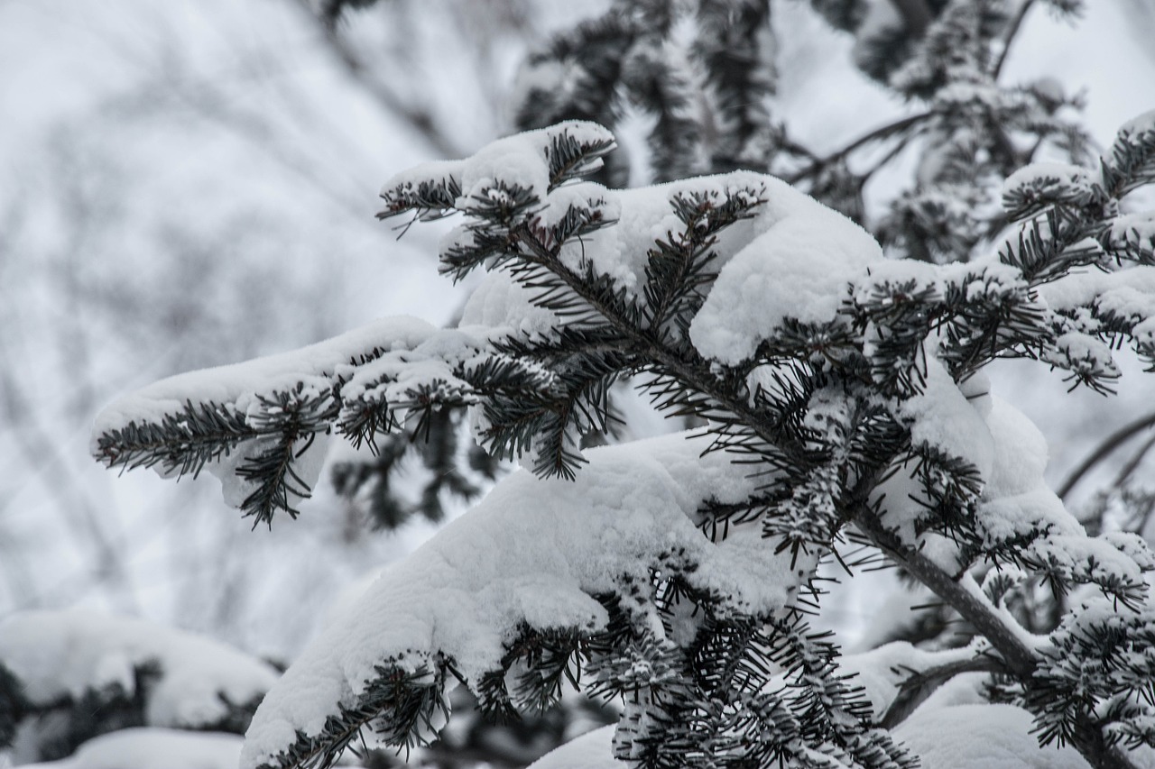 snow pine tree white free photo