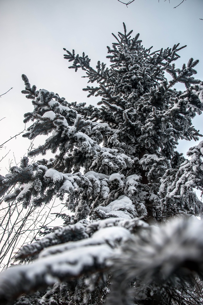 snow pine tree look up free photo