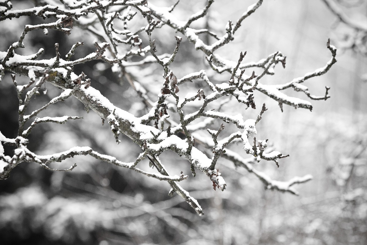 snow branch cold free photo