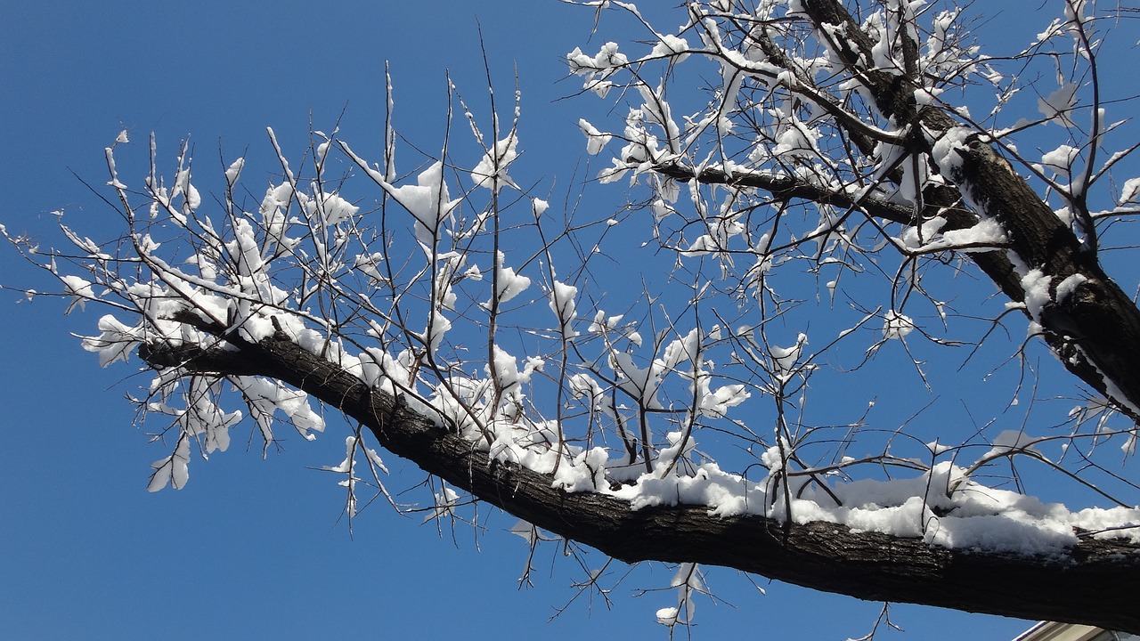 snow blue sky wood free photo