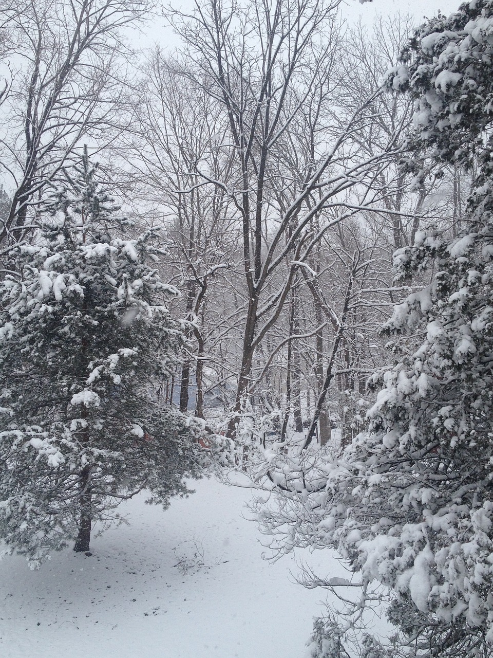 snow trees winter free photo