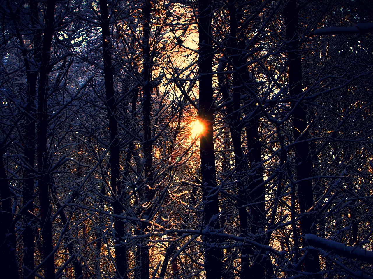 snow forest trees free photo