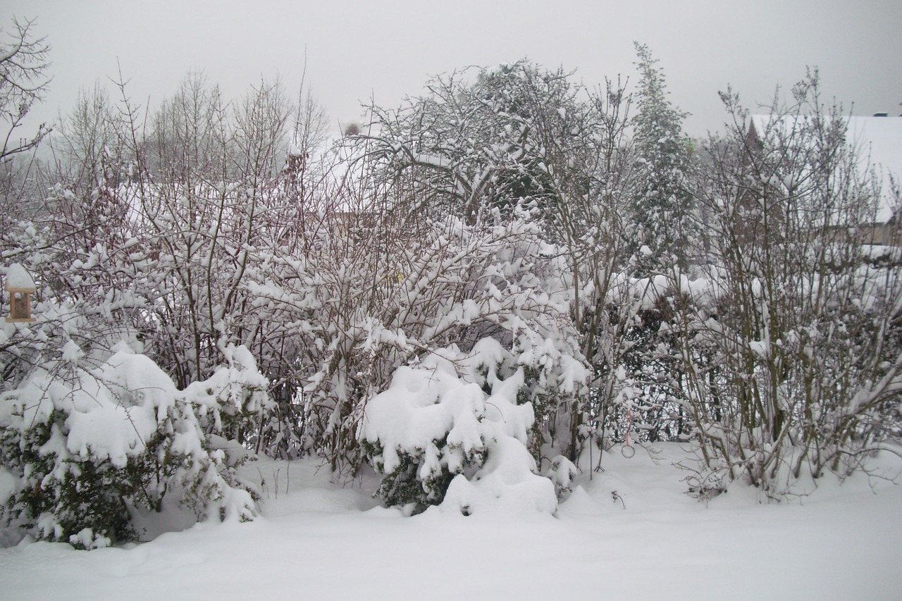 snow snowflake winter free photo