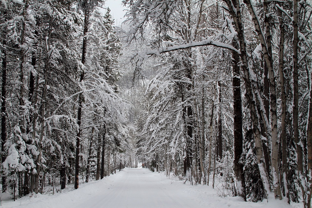 snow forest road free photo