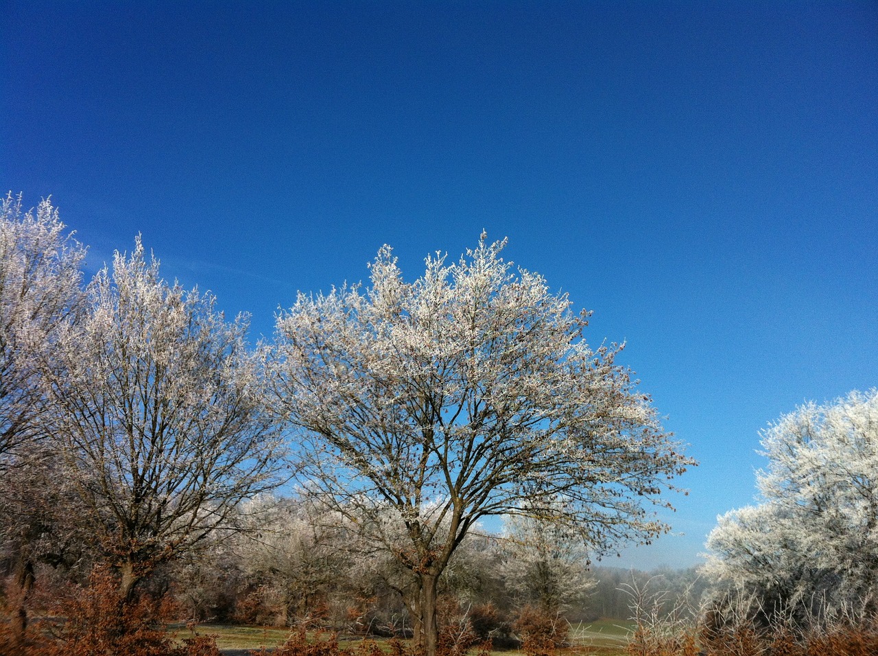 snow ripe tree free photo