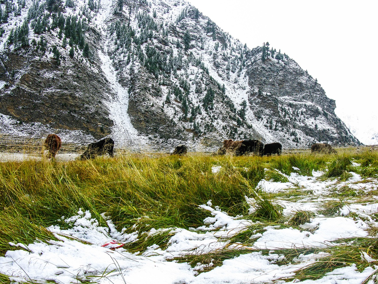 snow green mountain free photo