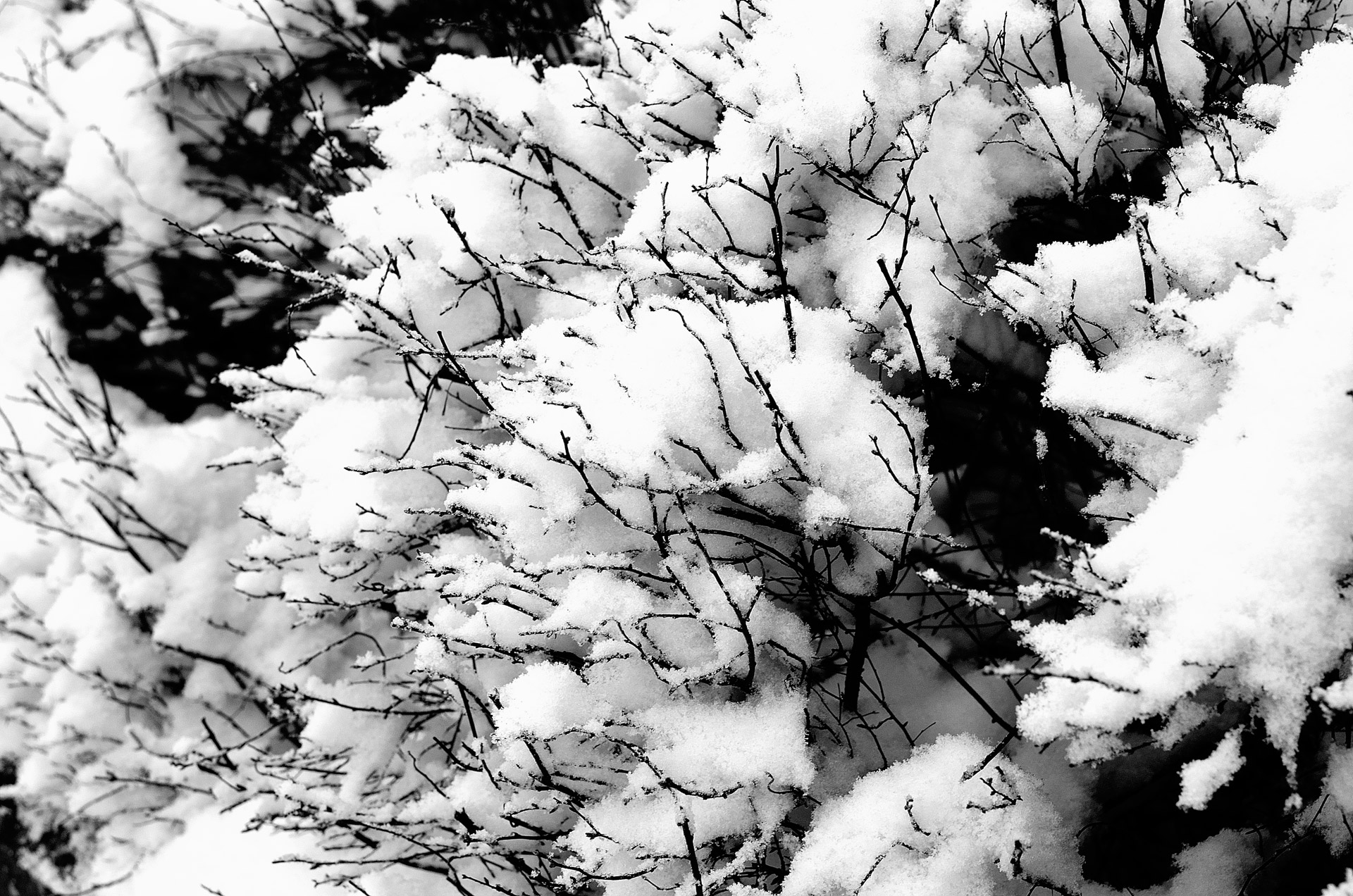 bush snow background free photo