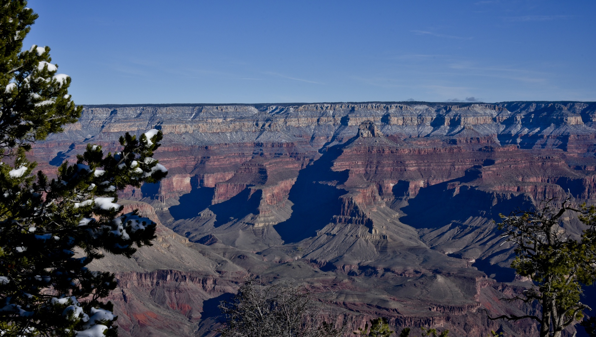 grand canyon snow tree free photo