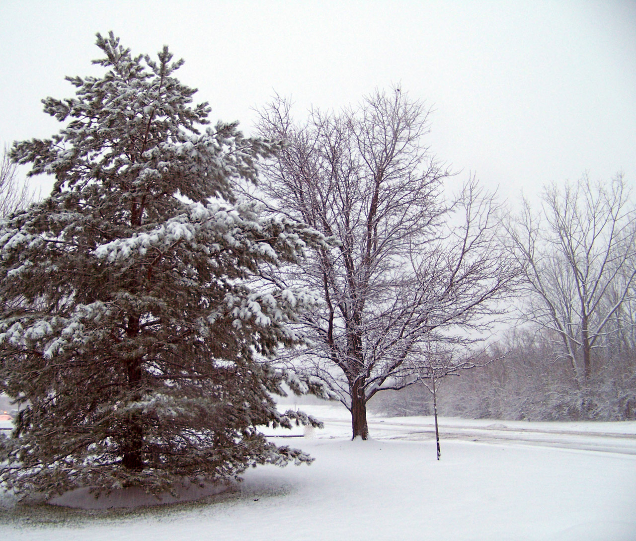 snow evergreen trees free photo