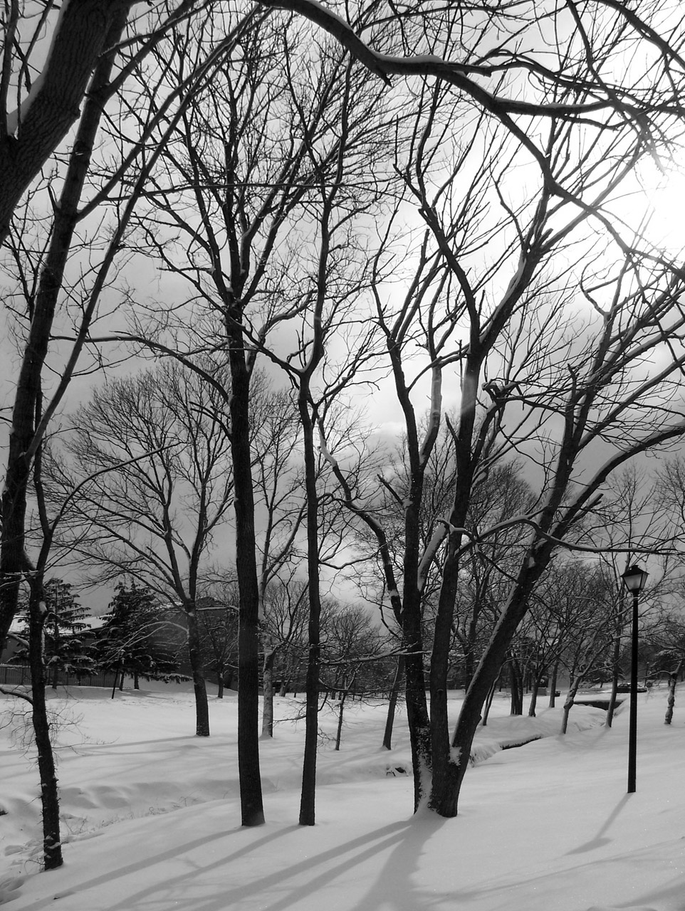 snow trees christmas free photo