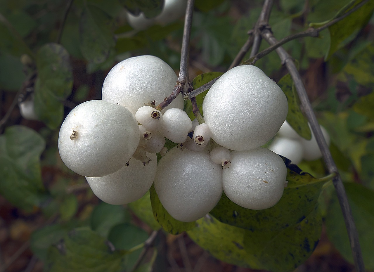 snow berry fruit bang berry free photo