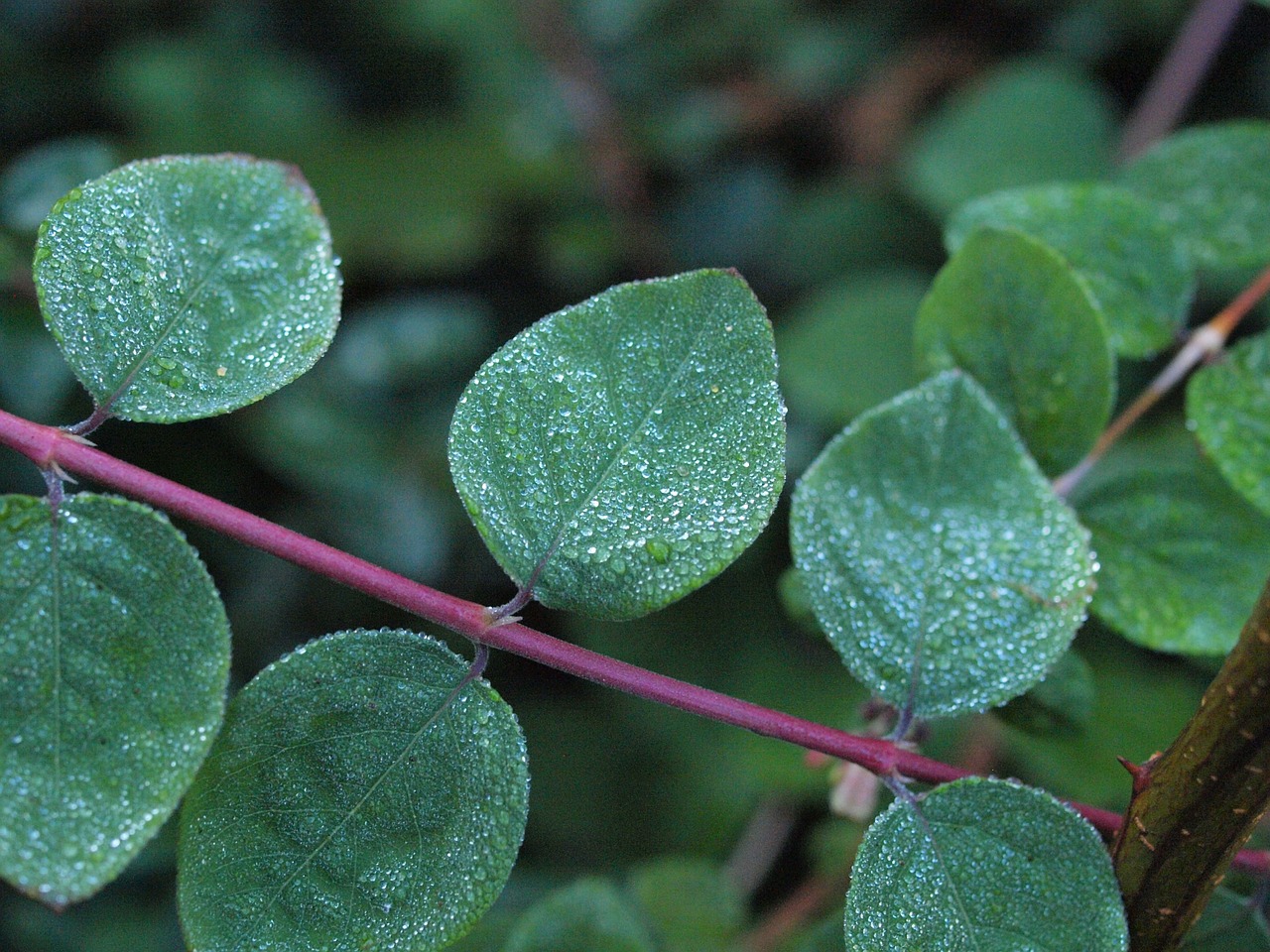 snow berry morgentau drip free photo