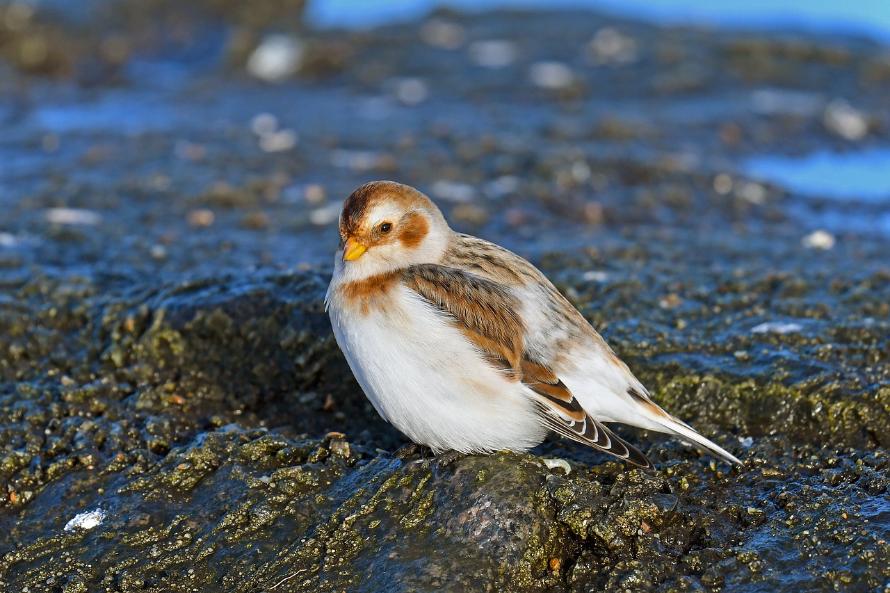 snow bunting migratory bird north sea free photo