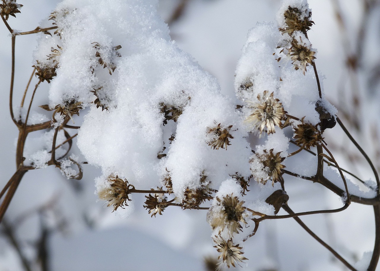snow covered wild plant withered free photo