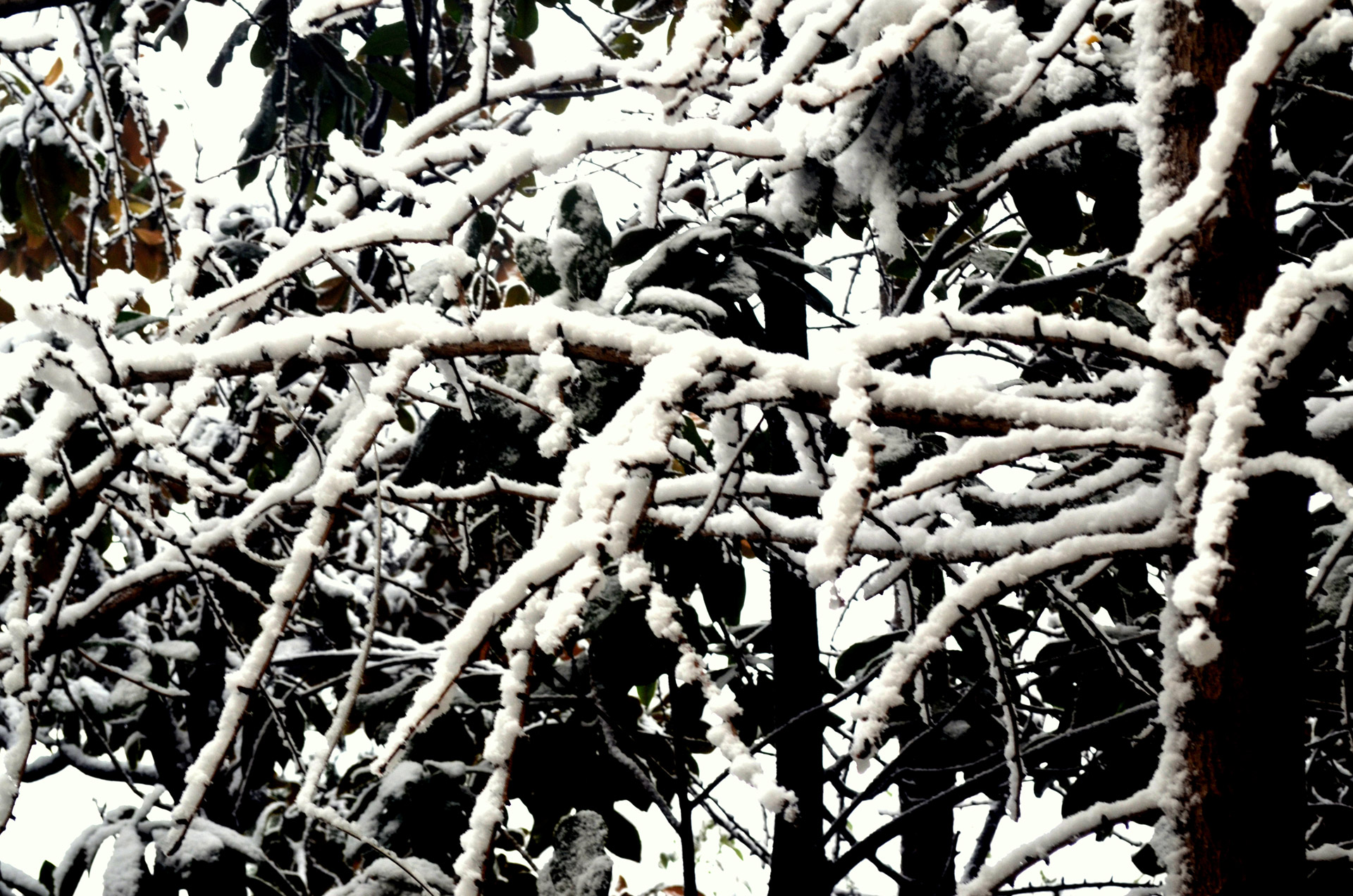 snow covered branch free photo