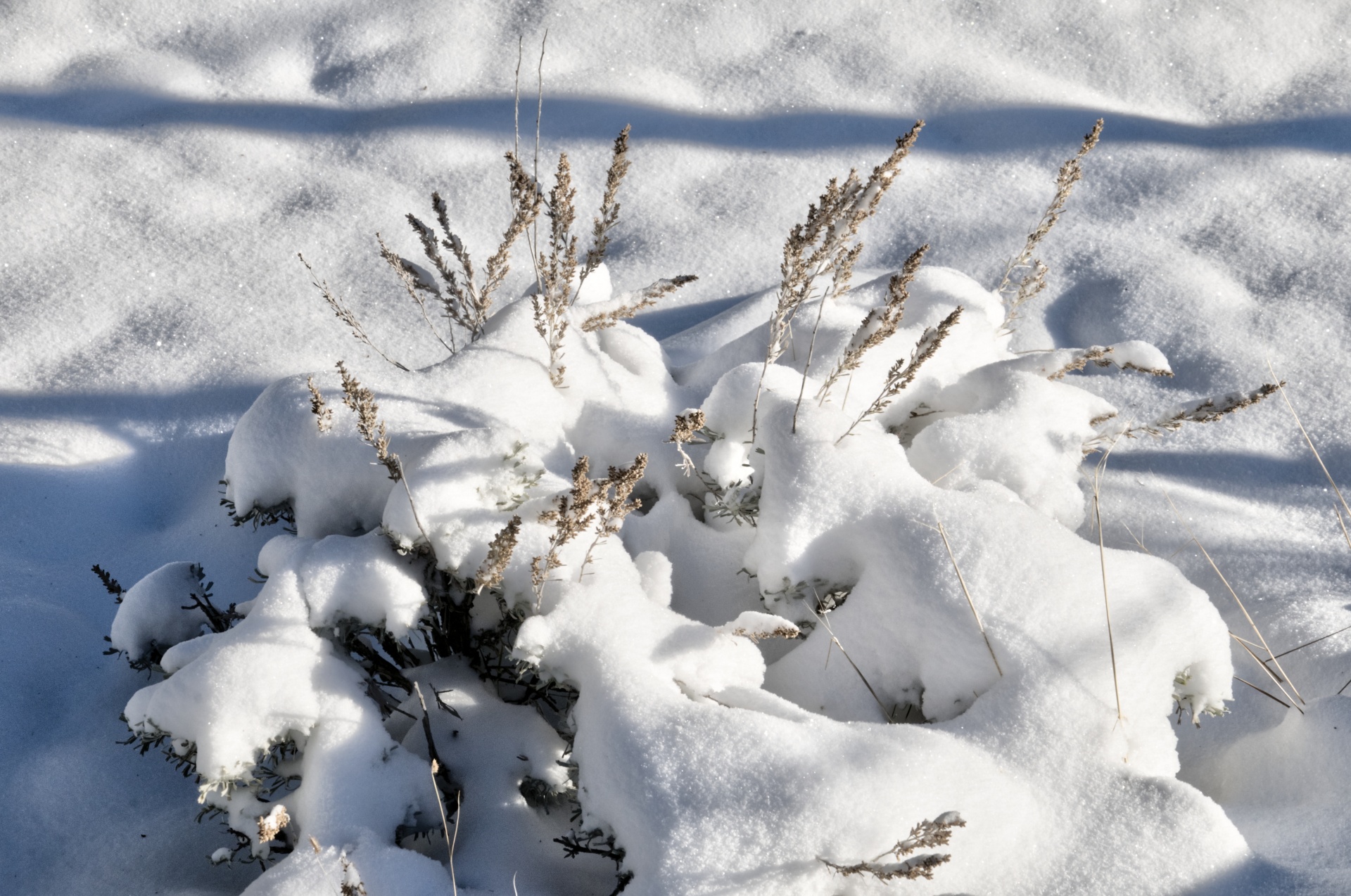 snow snowing plant free photo