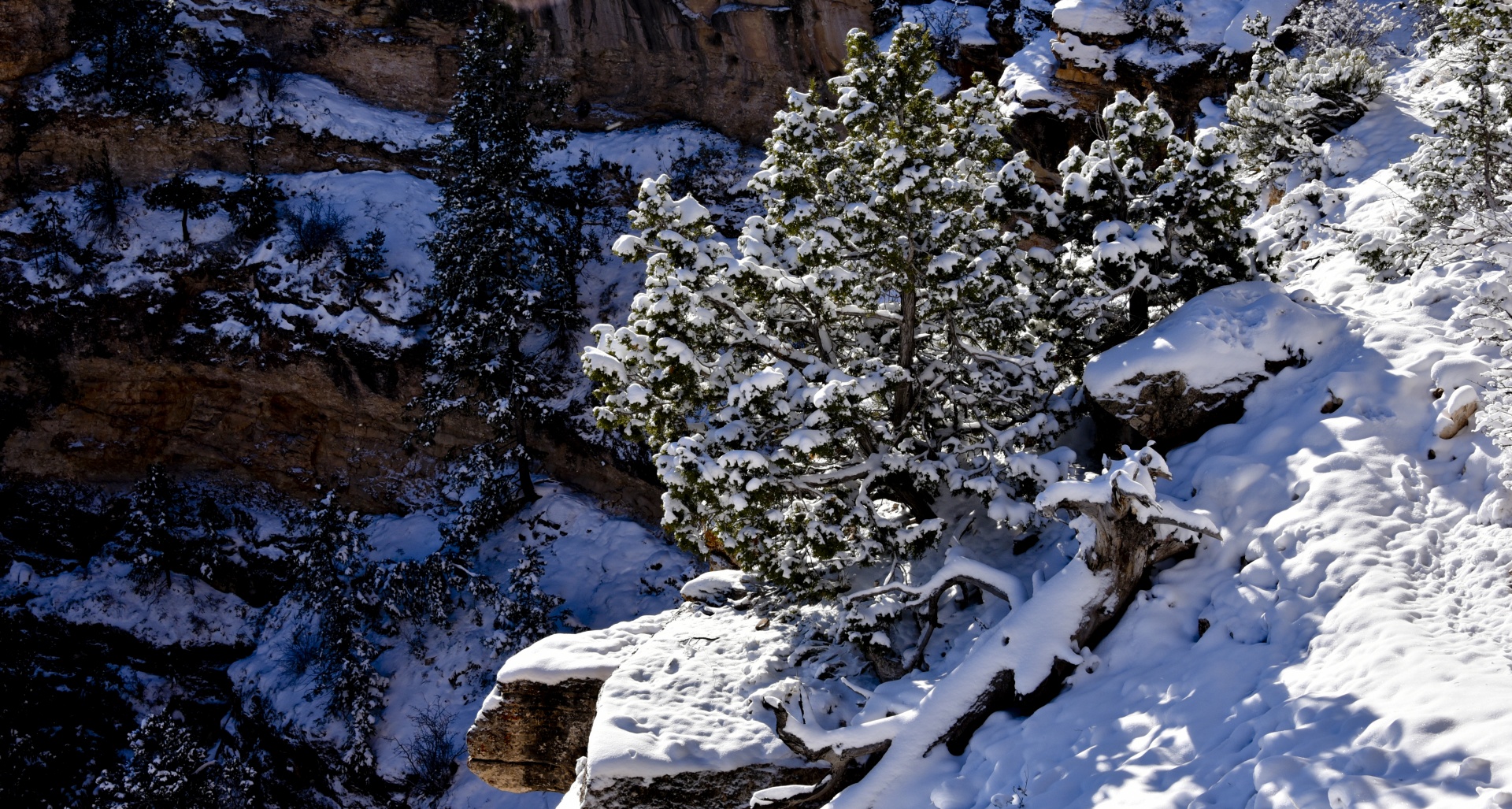 grand canyon snow bush free photo