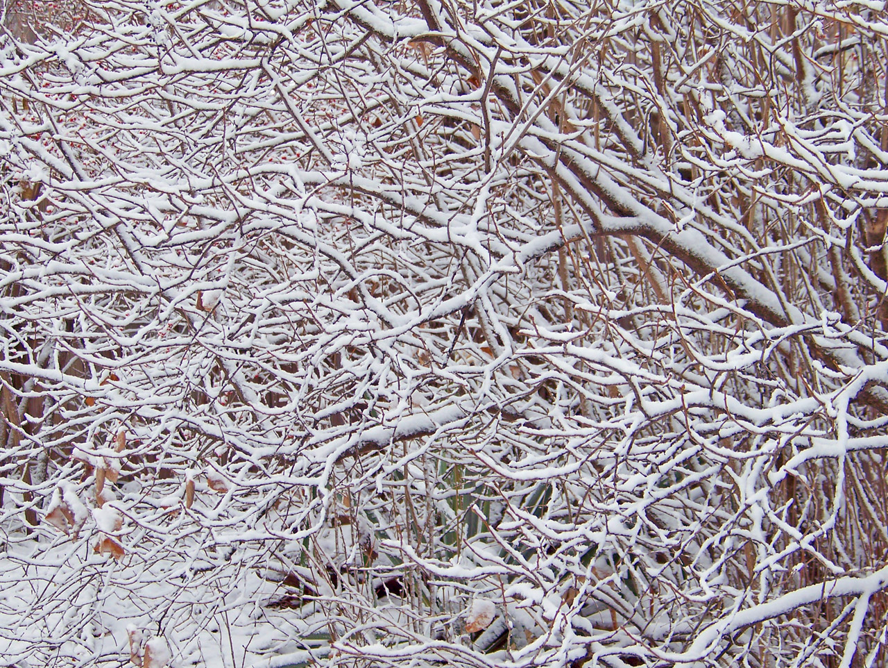 bush branches snow free photo