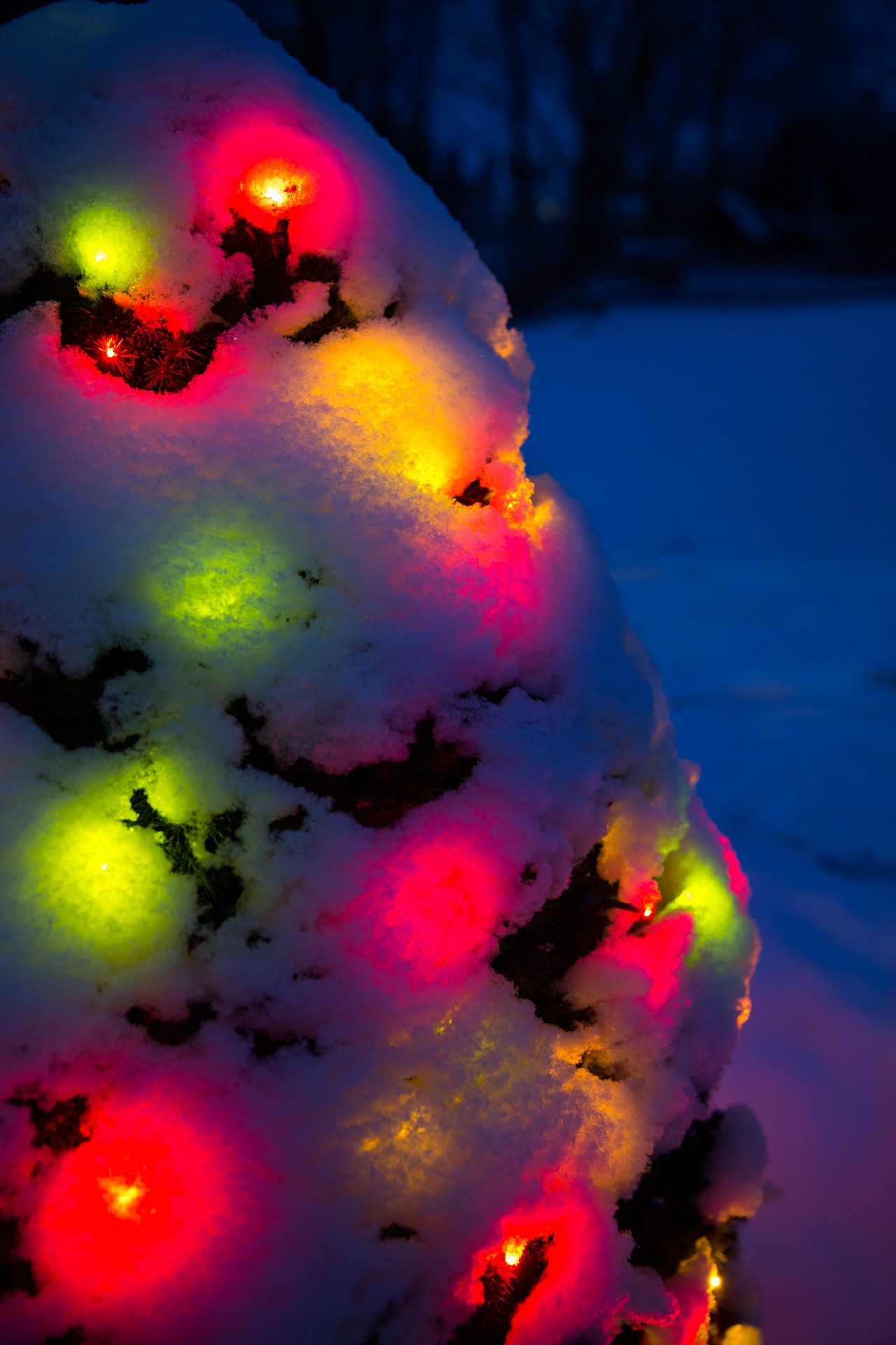 christmas tree snow covered free photo
