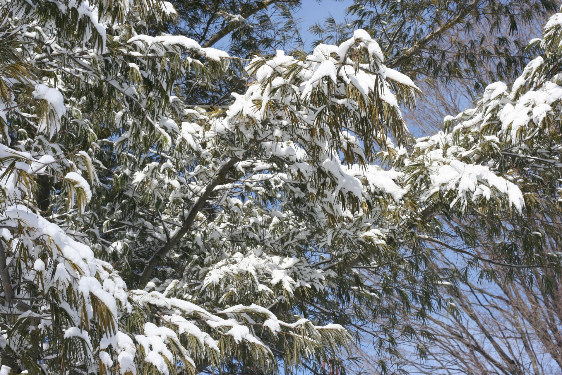 snow winter pine free photo