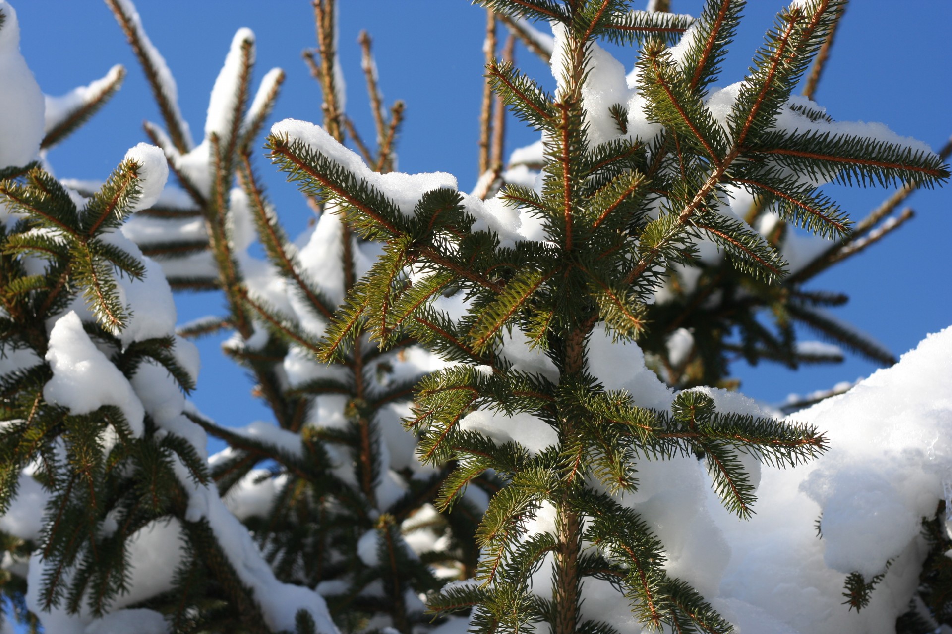 snow winter pine tree free photo