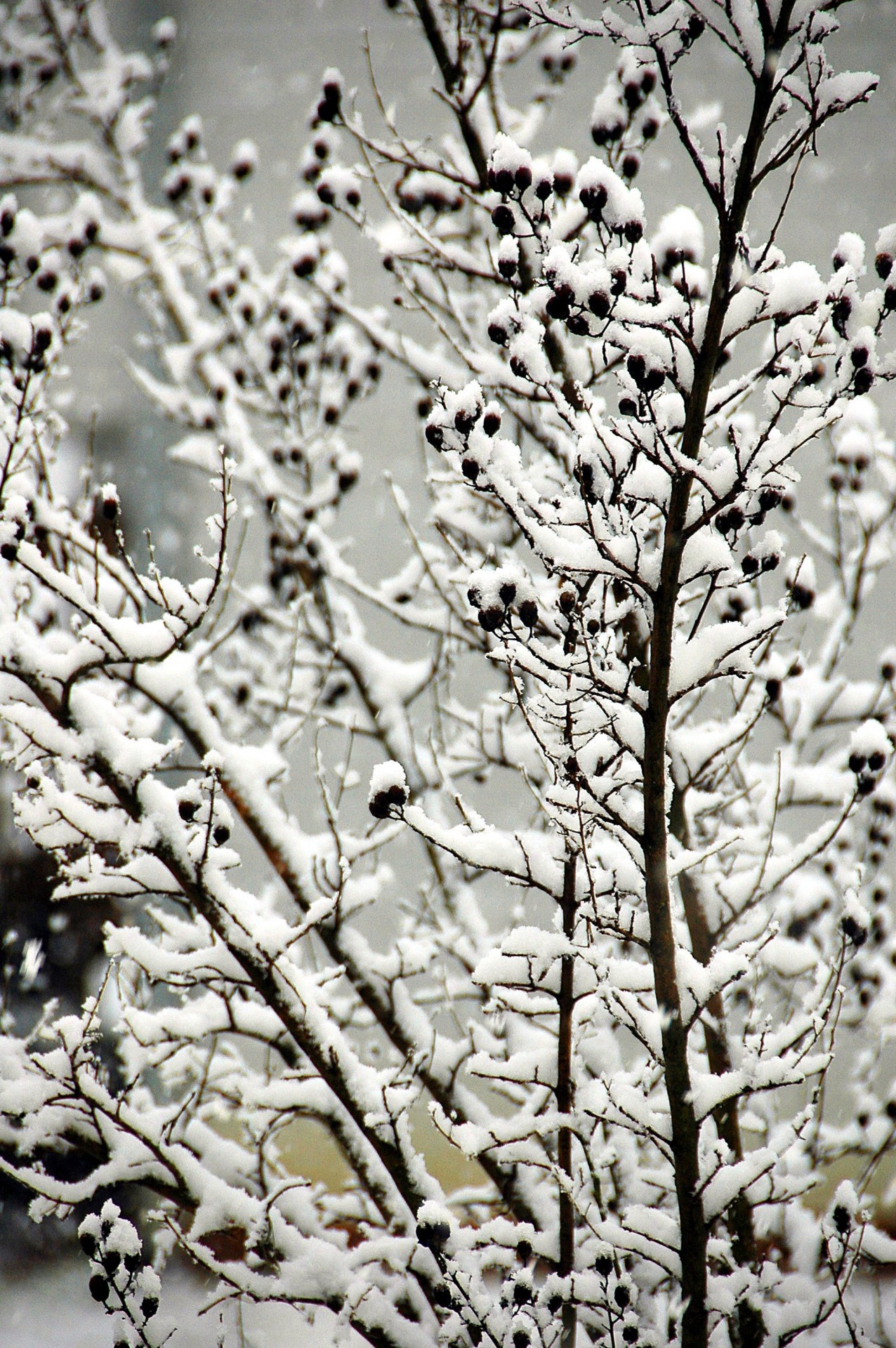 snow snow day landscape free photo