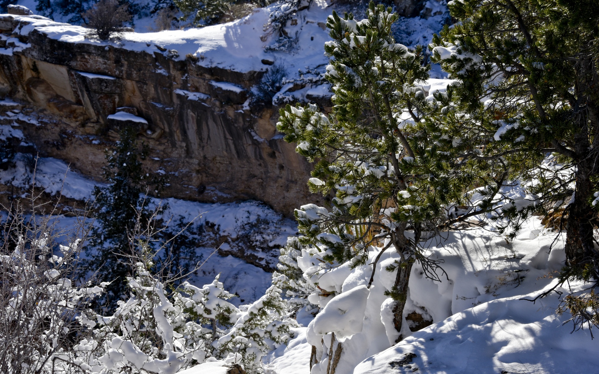 grand canyon snow tree free photo