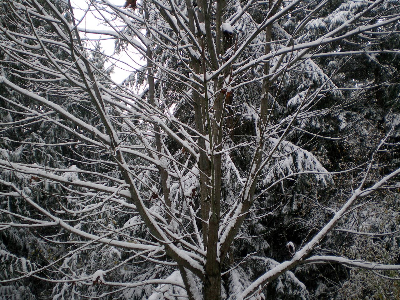 snow tree covered free photo