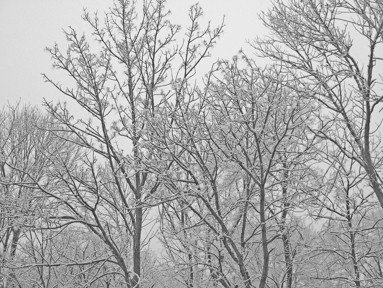 trees snow christmas free photo