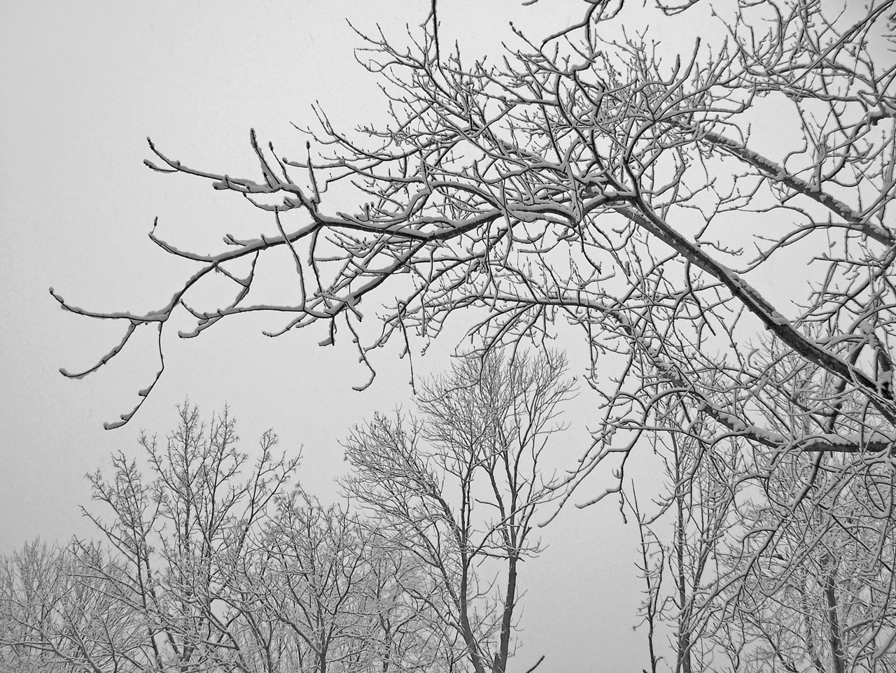 trees snow christmas free photo