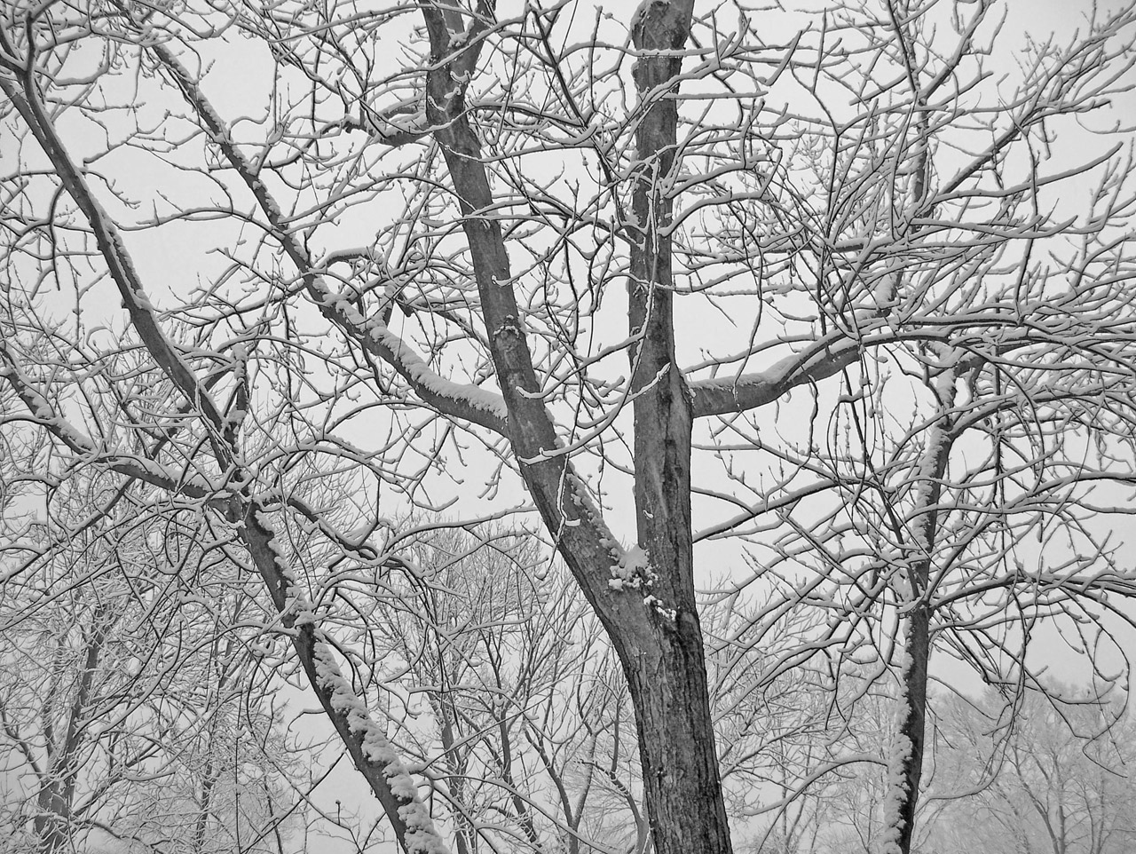 trees snow christmas free photo