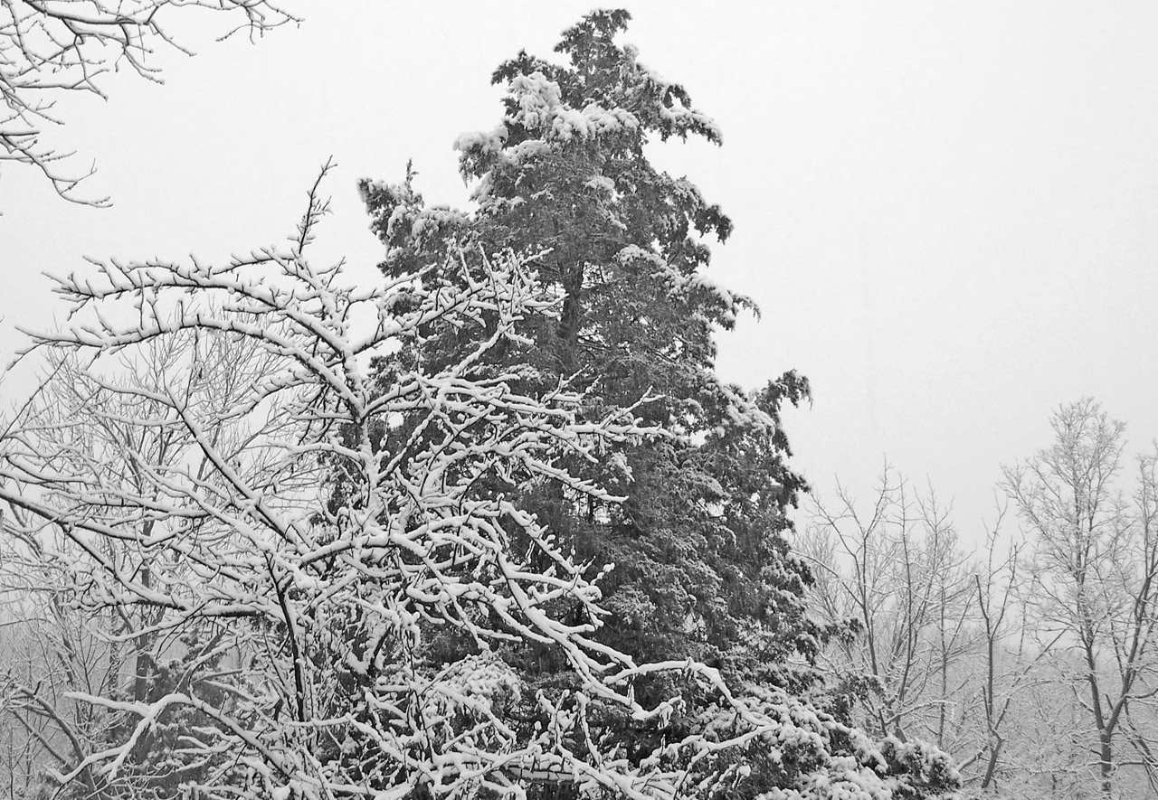 trees snow christmas free photo