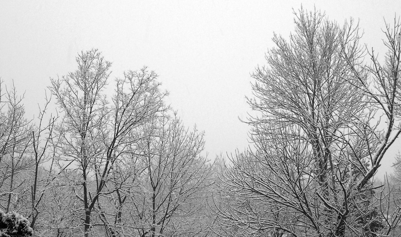 trees snow christmas free photo