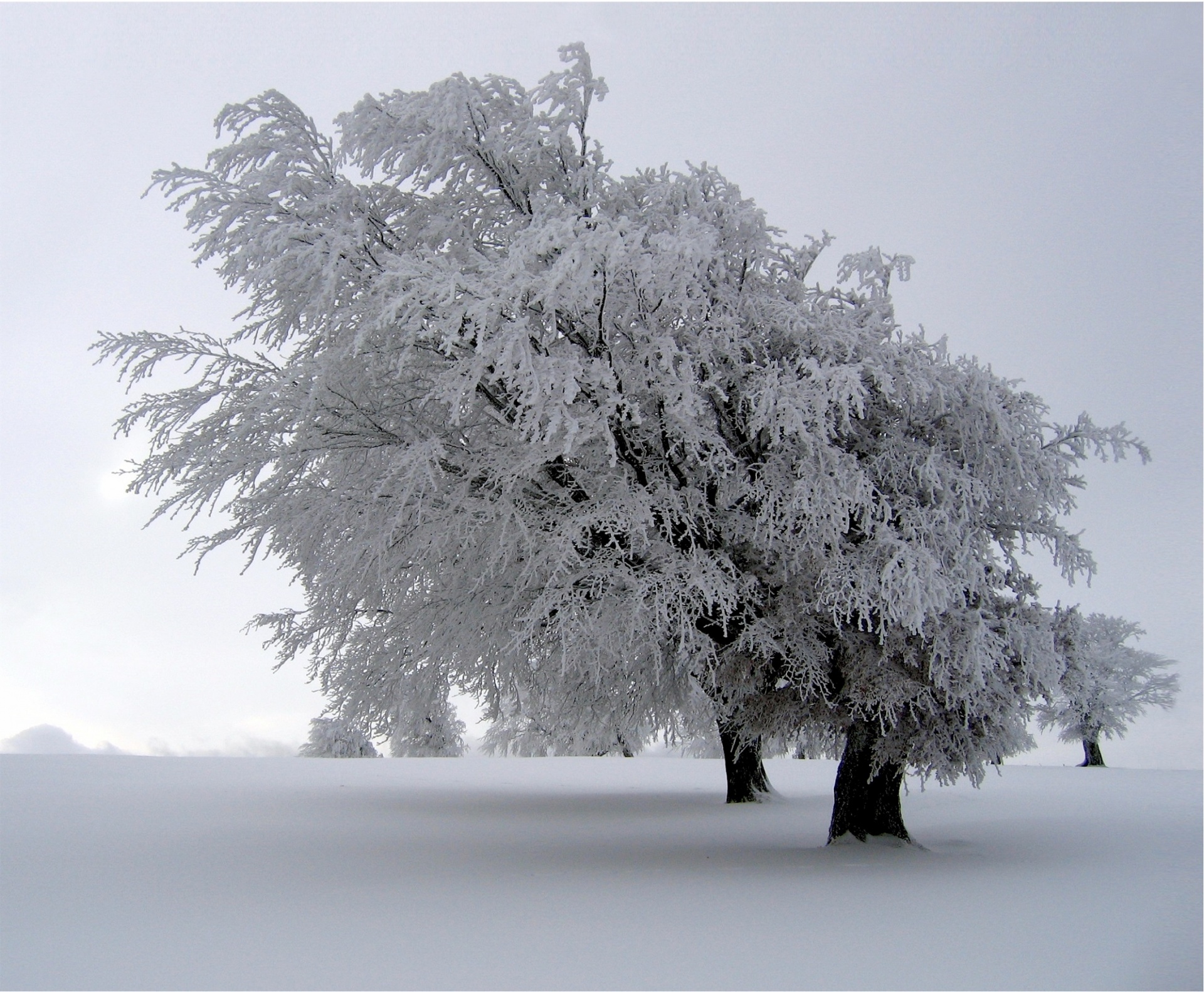 trees snow covered landscape free photo