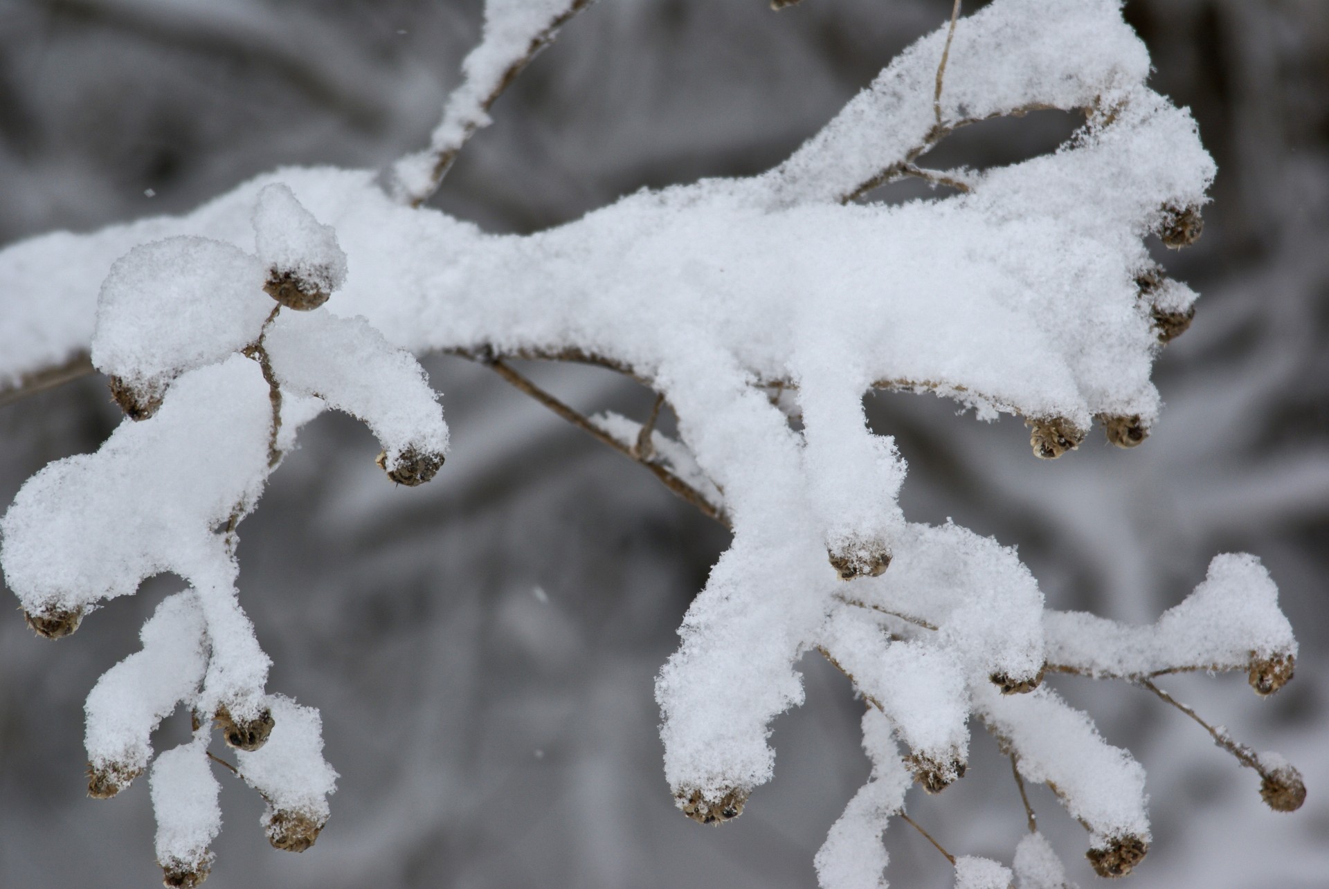 branch bush christmas free photo