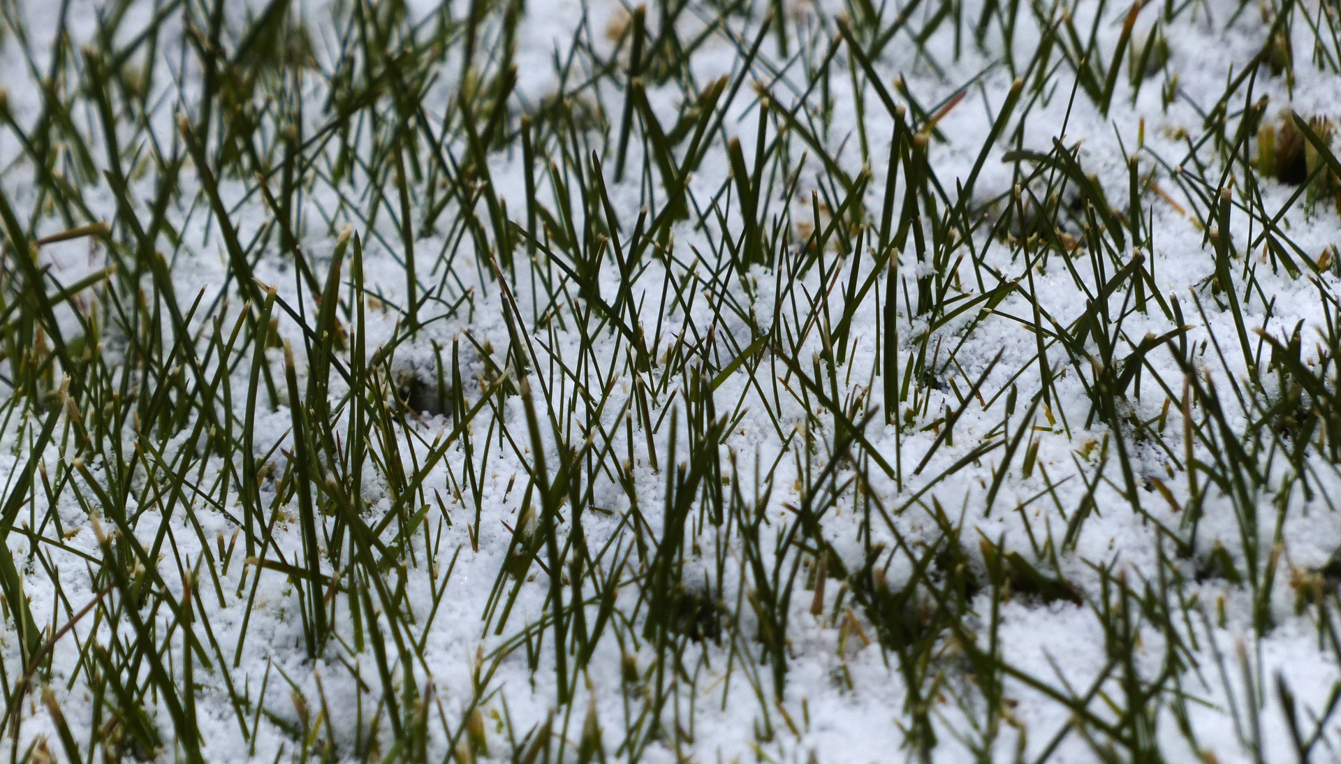 grass snow winter free photo